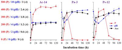 A Bacterium Isolated From Soil in a Karst Rocky Desertification Region Has Efficient Phosphate-Solubilizing and Plant Growth-Promoting Ability